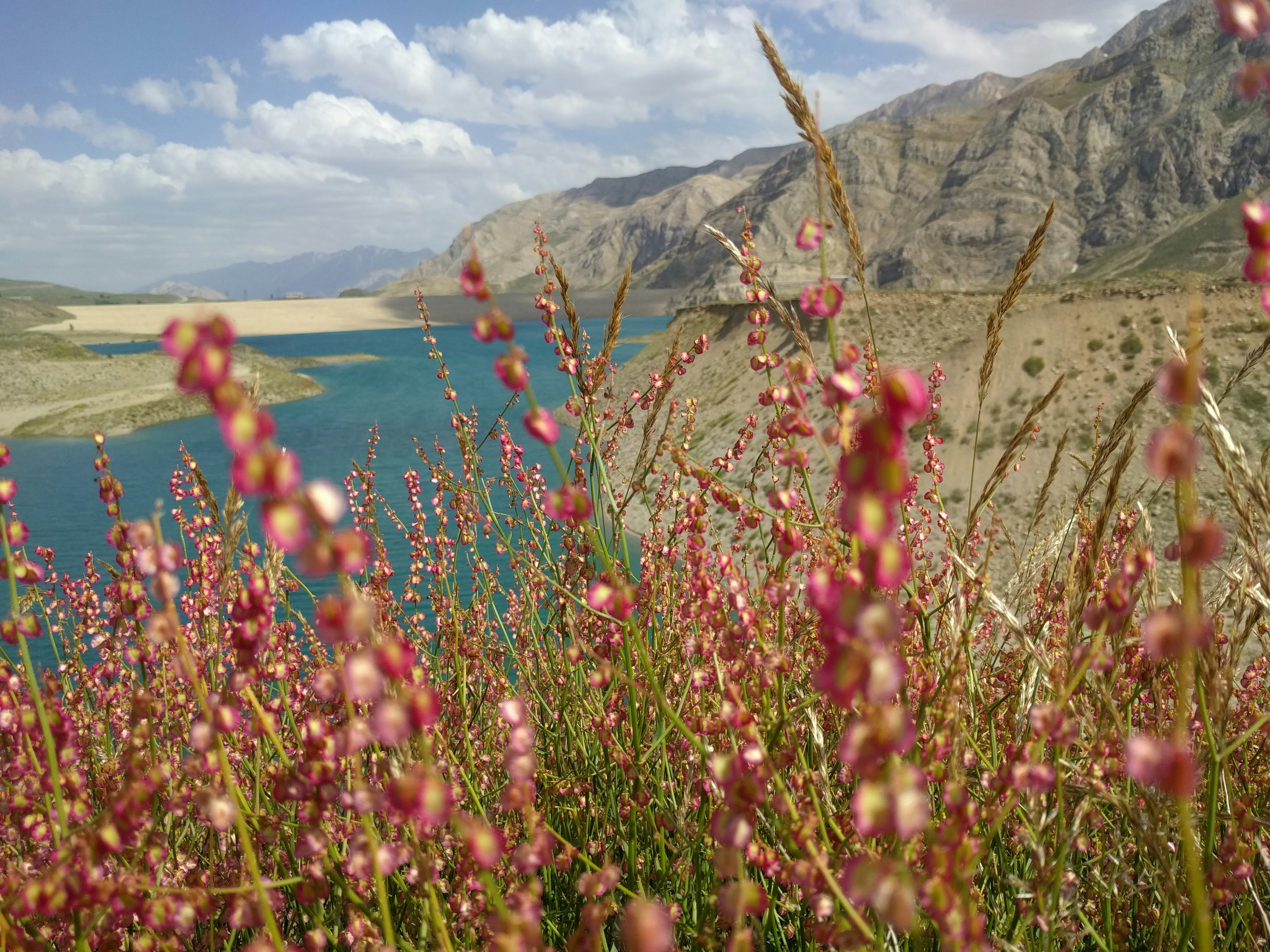 focus photo of red petaled flowers near body of water under cloudy sky during daytime